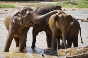elefantes2